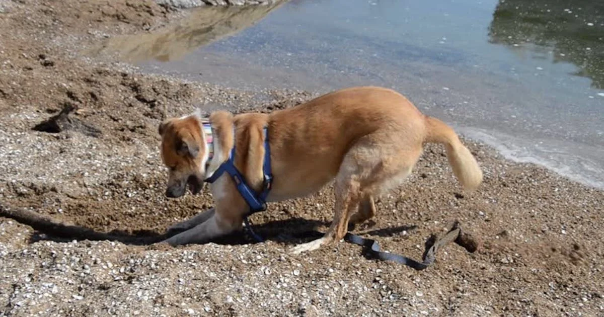 Burying Bone.jpg