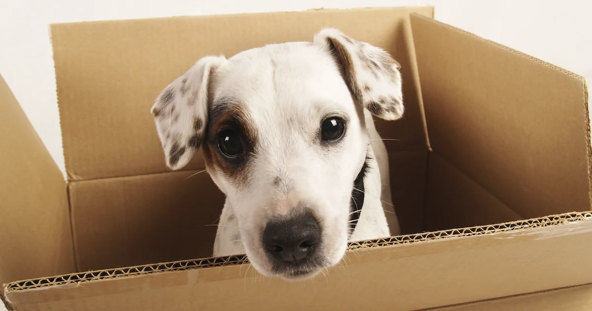 Dog-in-Box.jpg