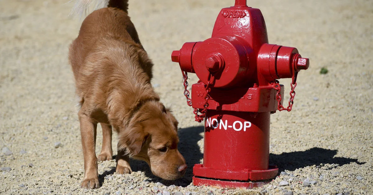 Hydrant Dog.jpg