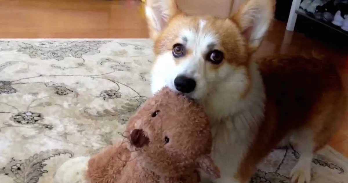 Tiny bear wont stop squeeking.jpg