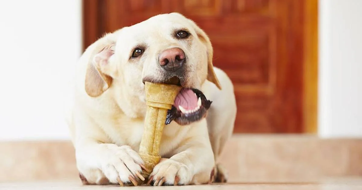 Dog Barks At Treat For Hours.jpg