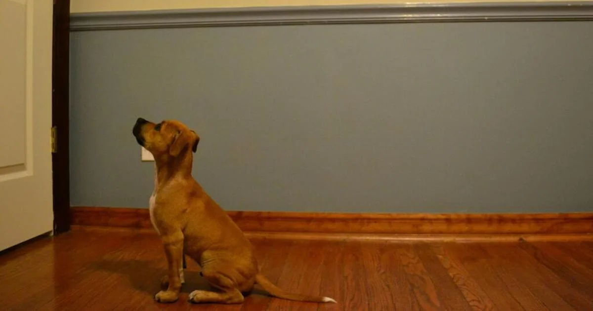 Dog at door.jpg