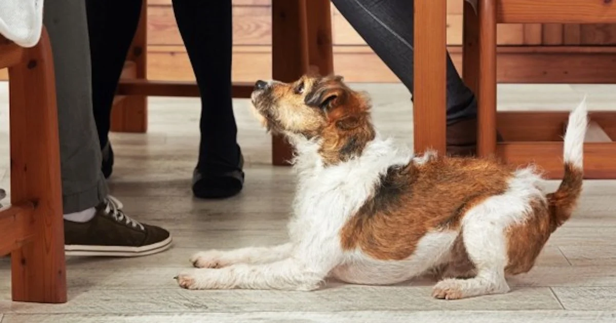 Dog at dinner table.jpg