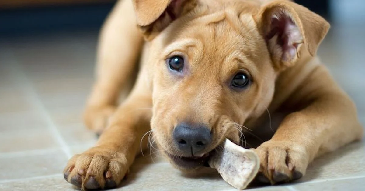 Dog wants bone.jpg
