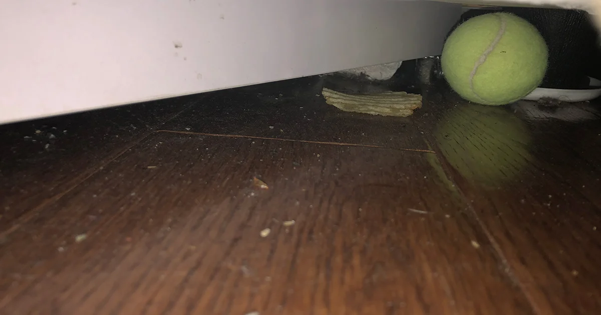 Tennis Ball Under Couch.jpg