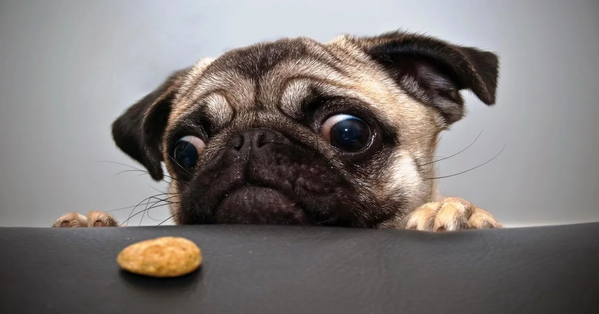 Suspects Purchased Discount Treats.jpg