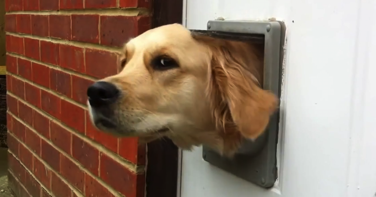 Curious Human Use Head To Open.png