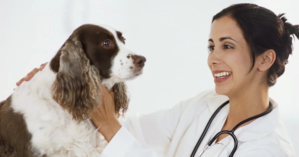 Vet gives belly rubs.jpg