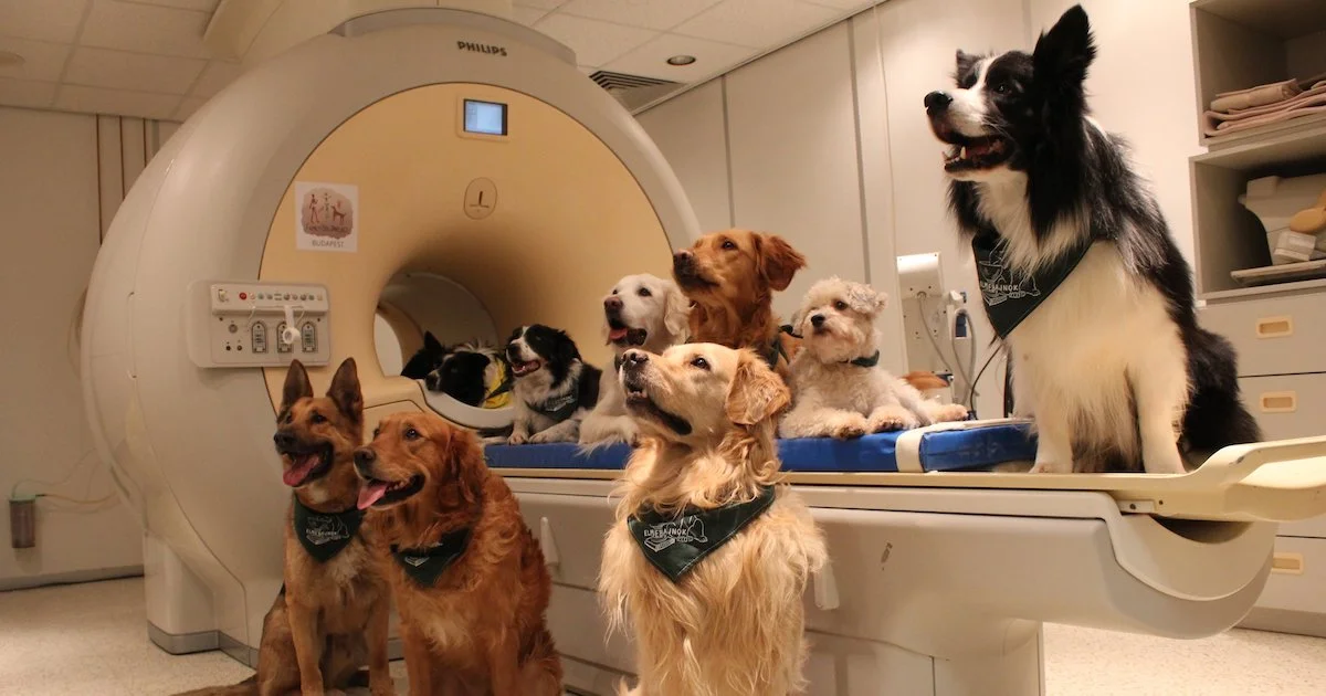 Dog Study.jpg
