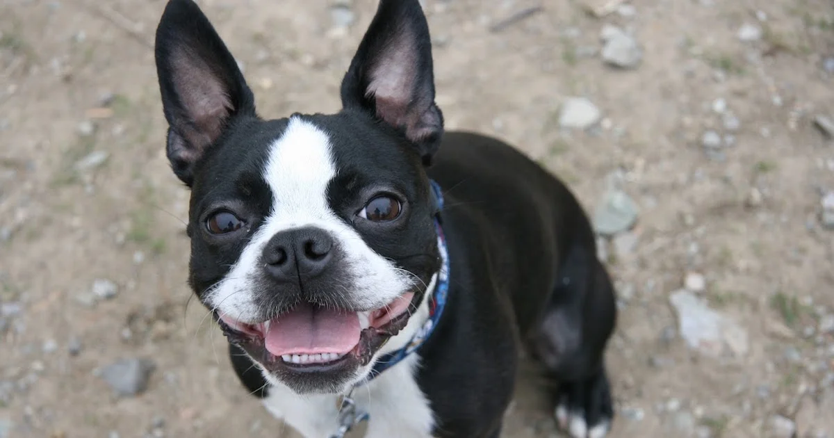 Boston-Terrier-Cambridge.jpg
