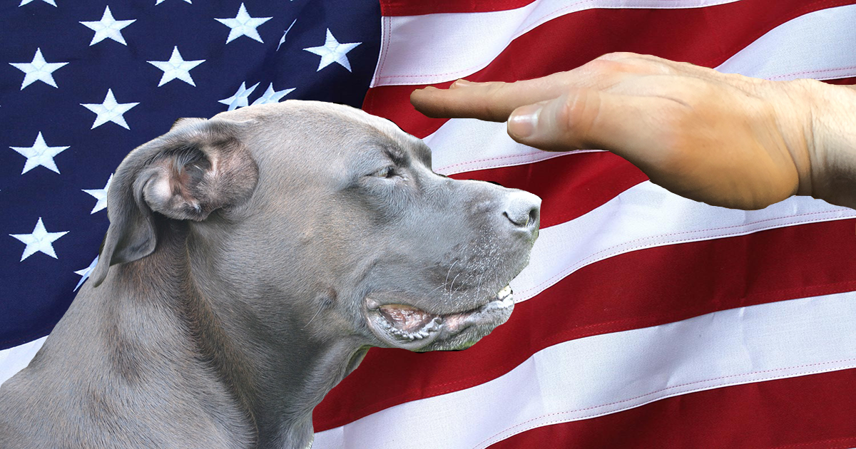 Dog Finishes Vegetables.png