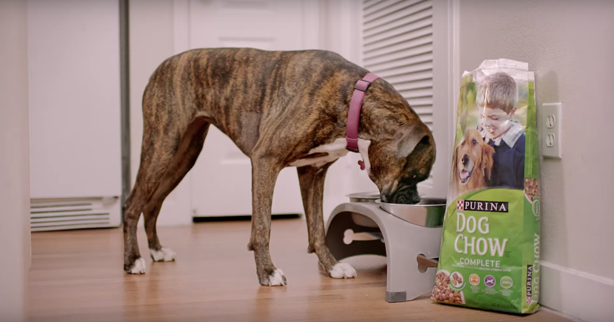 Dogfood Commercial.png