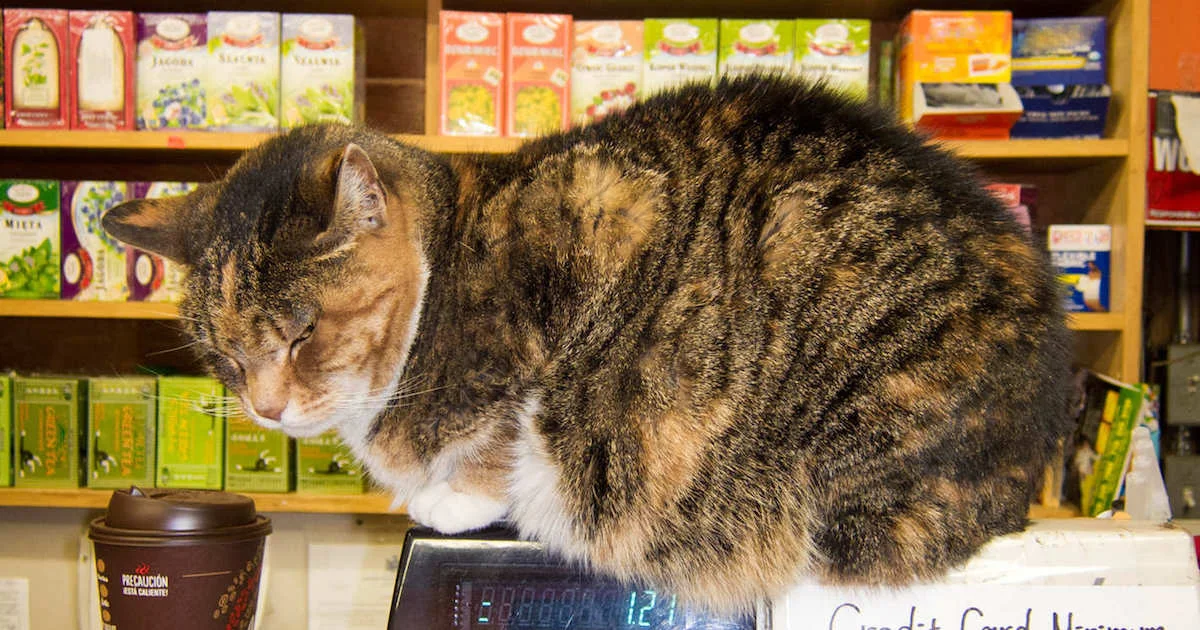 Bodega Cat.jpg