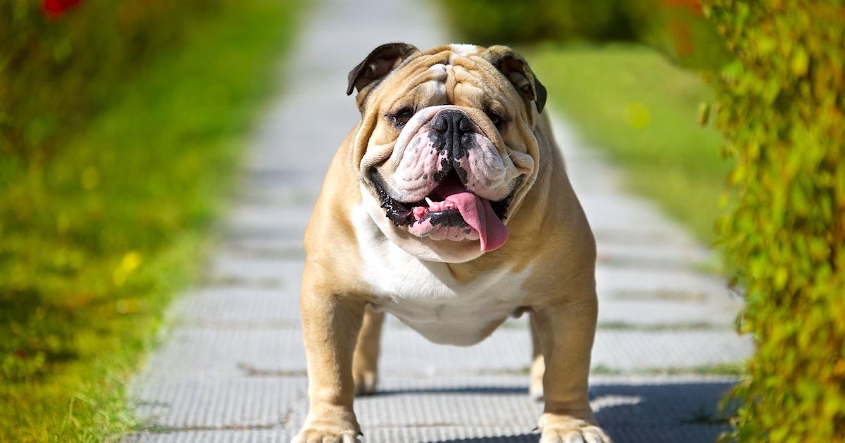 Bulldog Wrinkle.jpeg