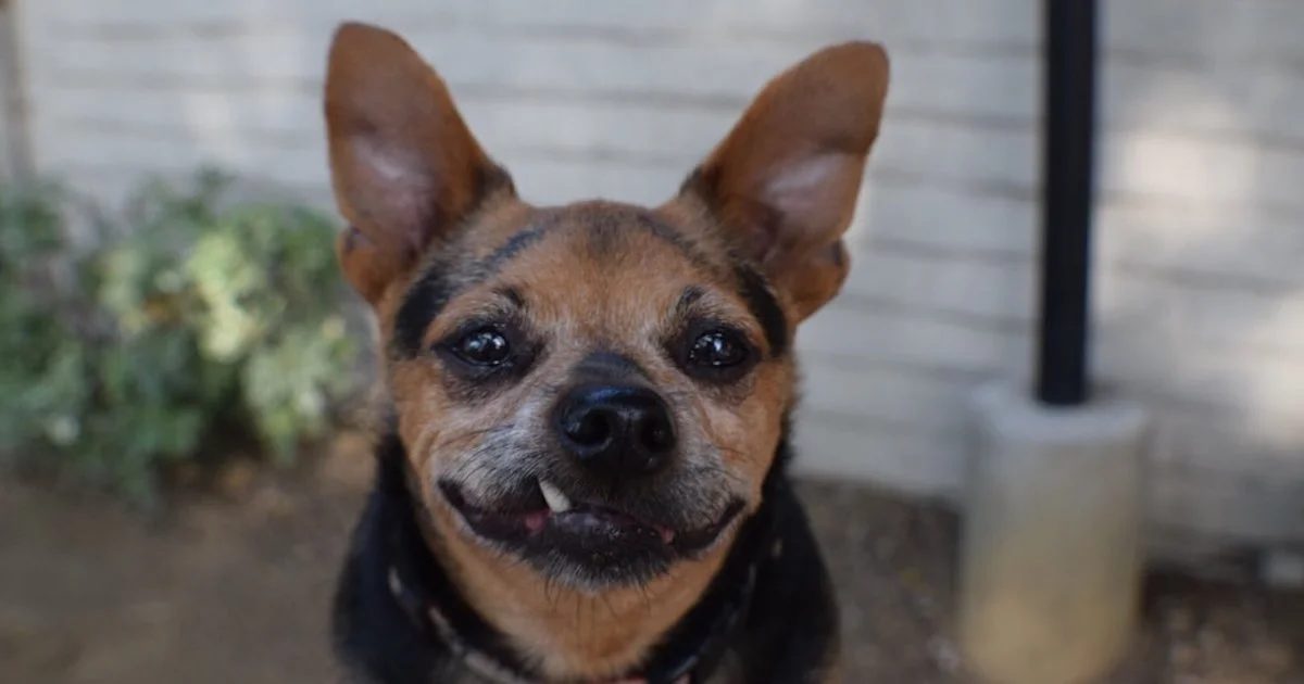 Instagram Followers Suspect Dog Didn't Actually Write Latest Post.jpg