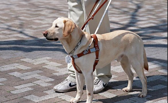 Cute Service Dog Practically Begging To Be Pet.png