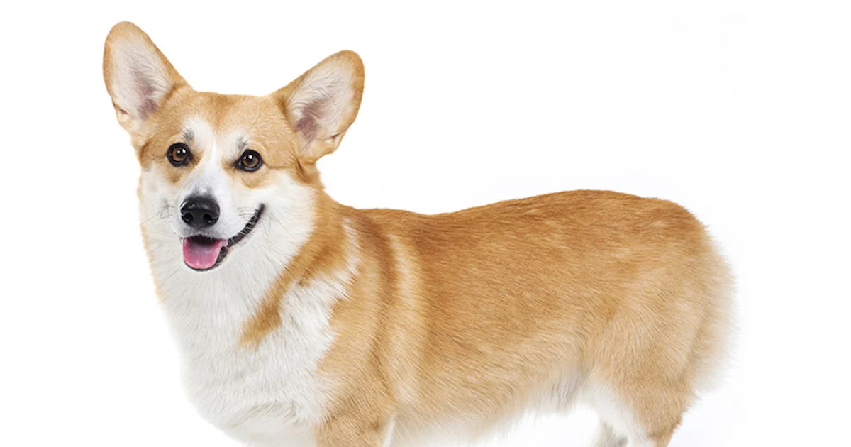 Tailless Dog Chasing Nothing.jpg