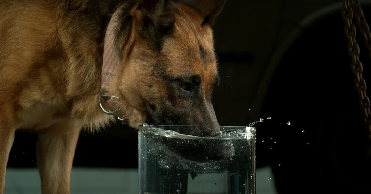 dog drinking.jpg