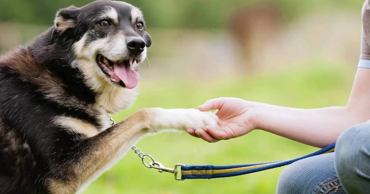 dog shaking hand.jpg