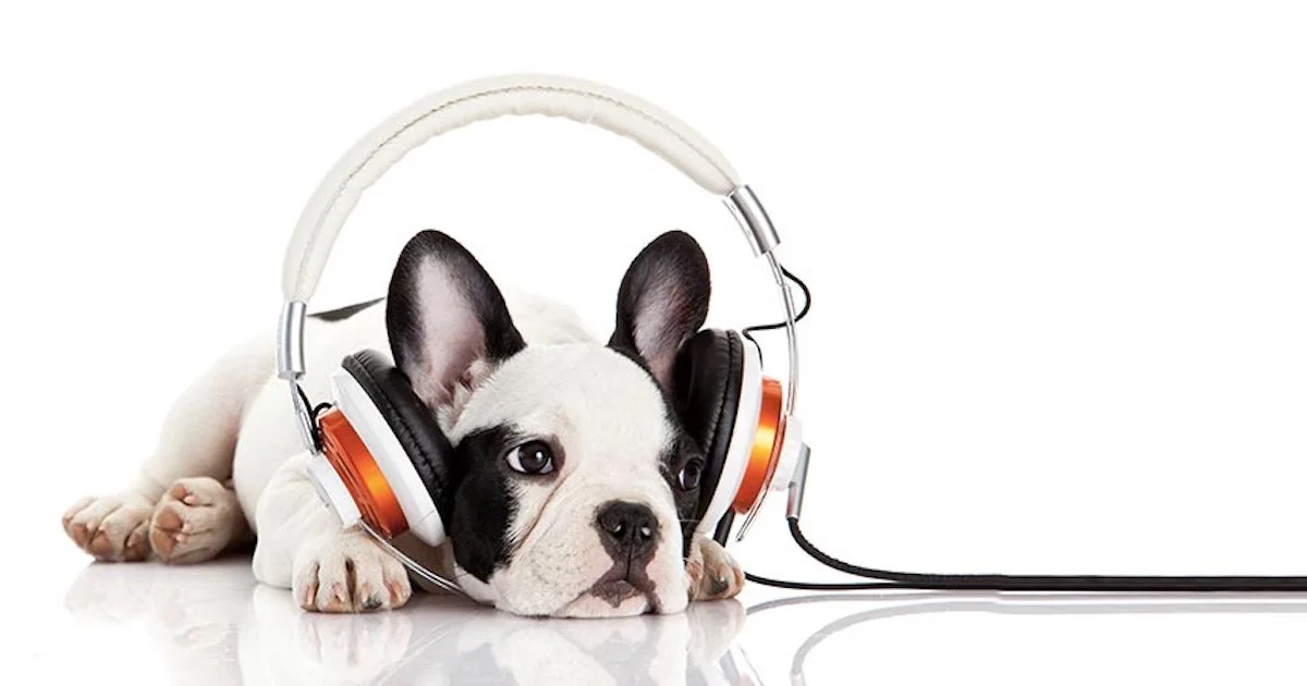 Dog podcast.jpg