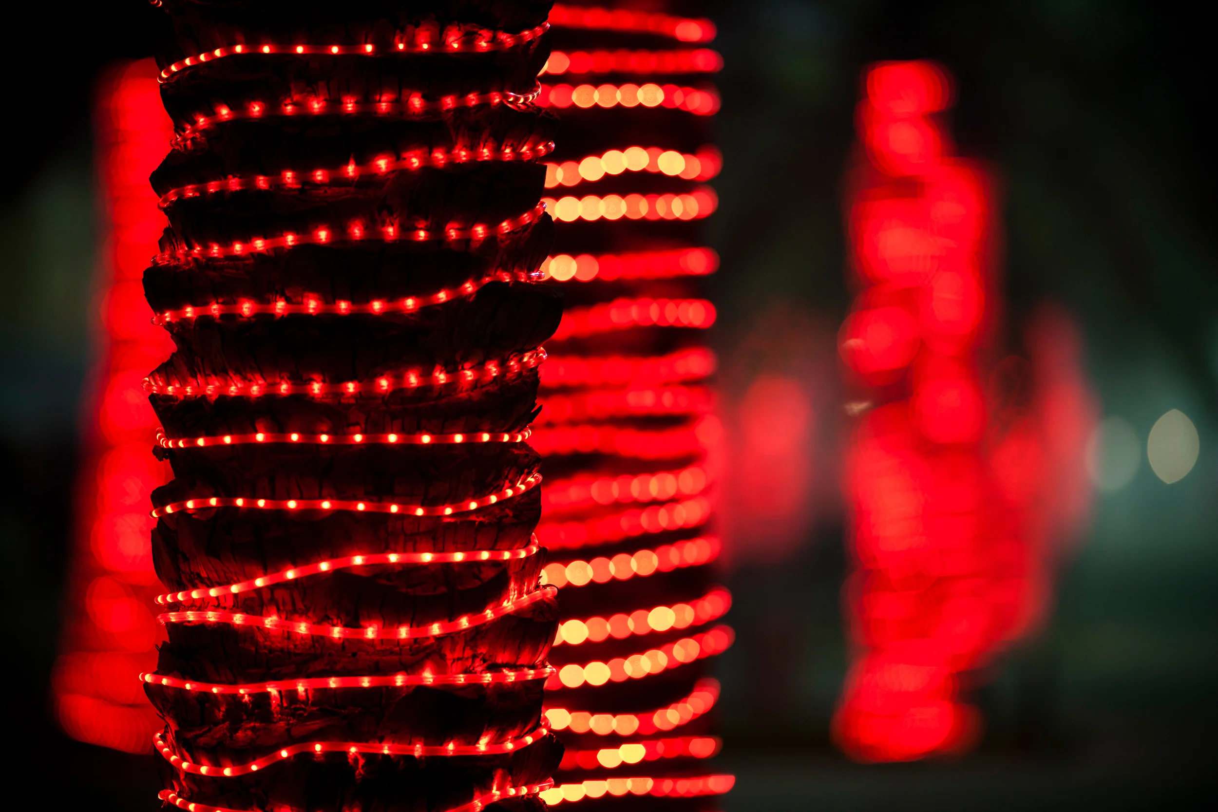Palm trees in the paddock