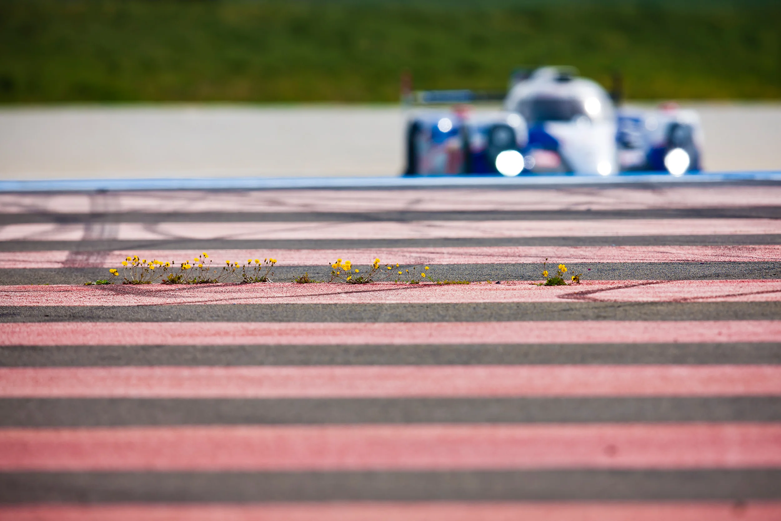 Flowers breaking through the circuit