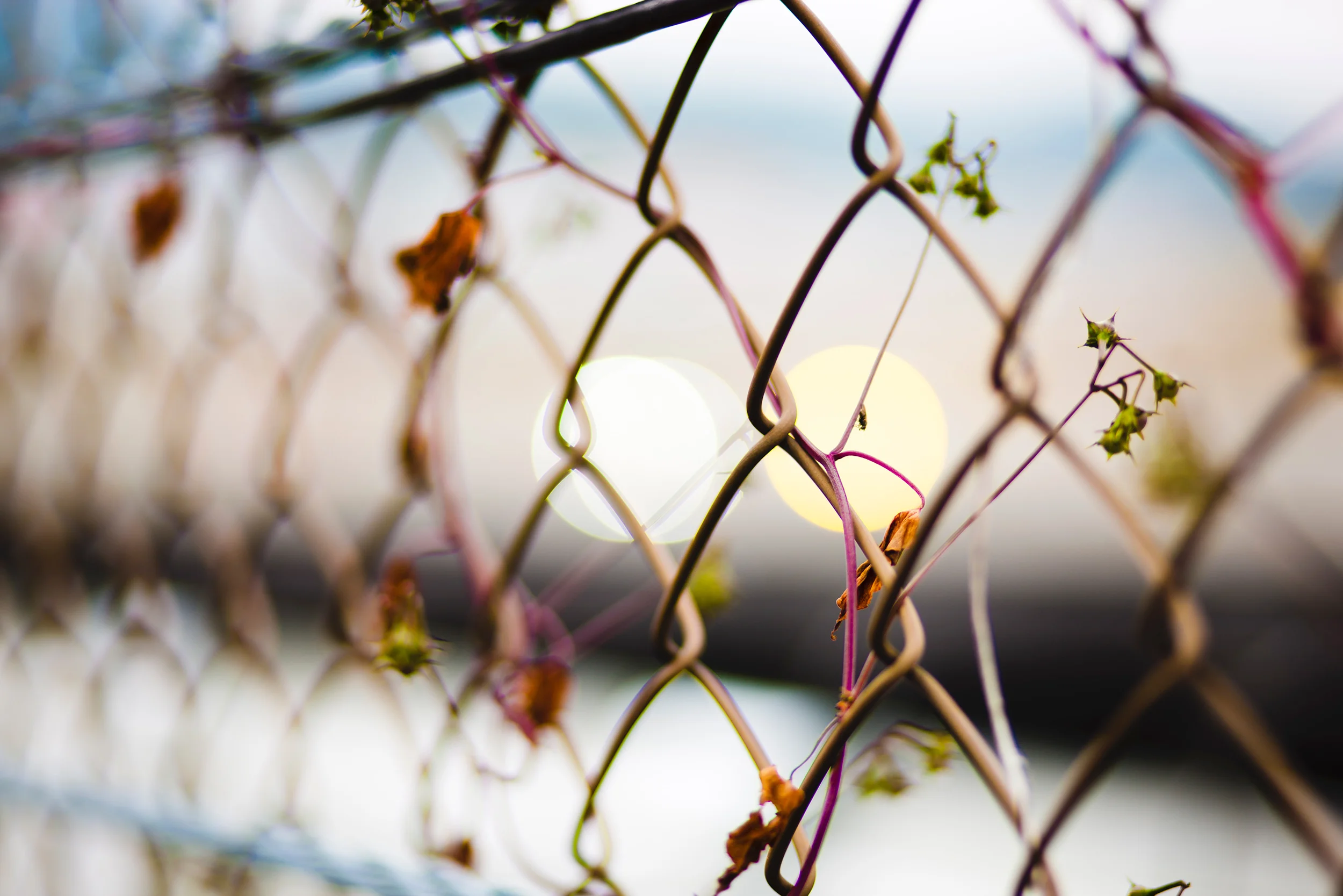 Plants growing through the catch fencing