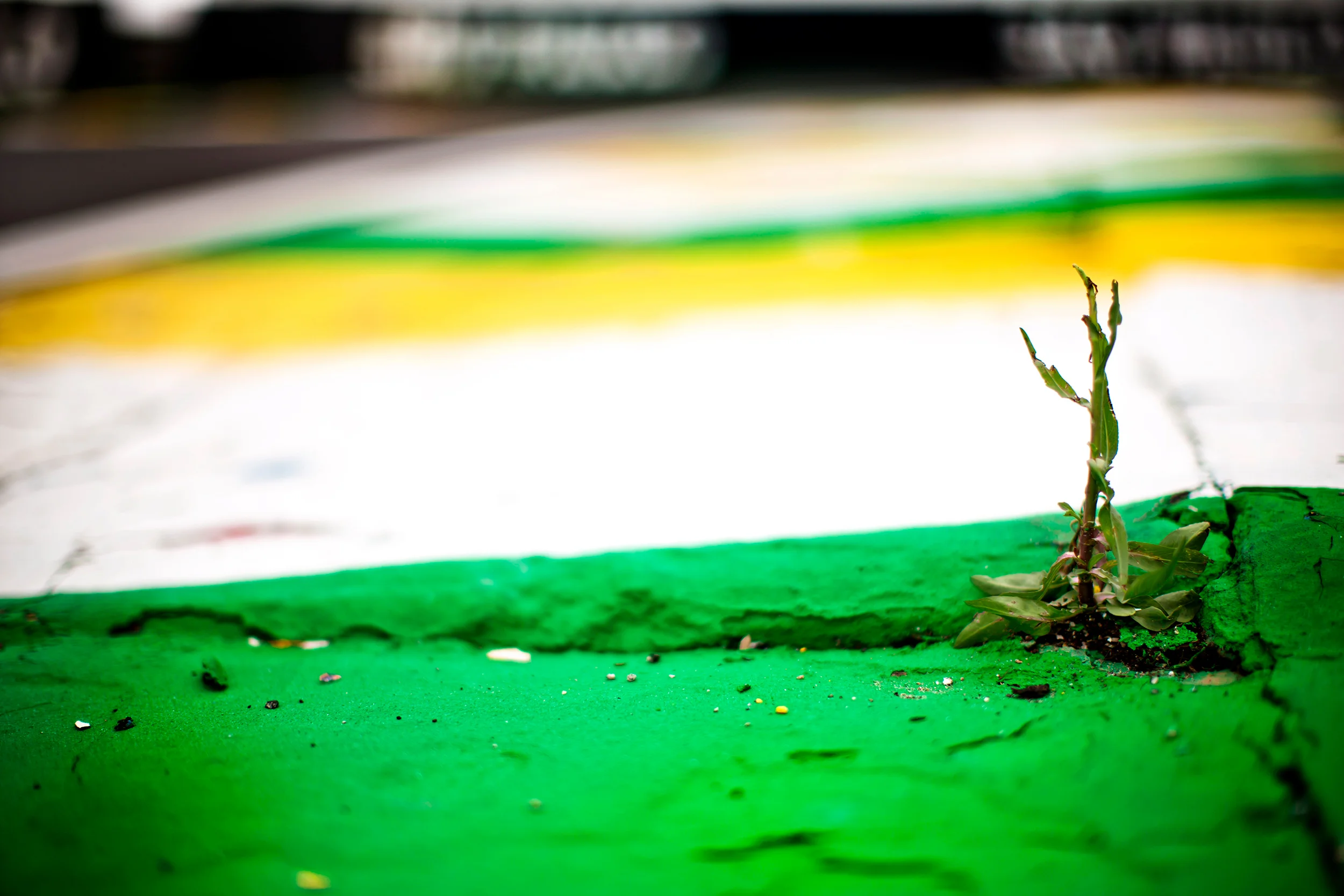 A plant grows through the kerbing