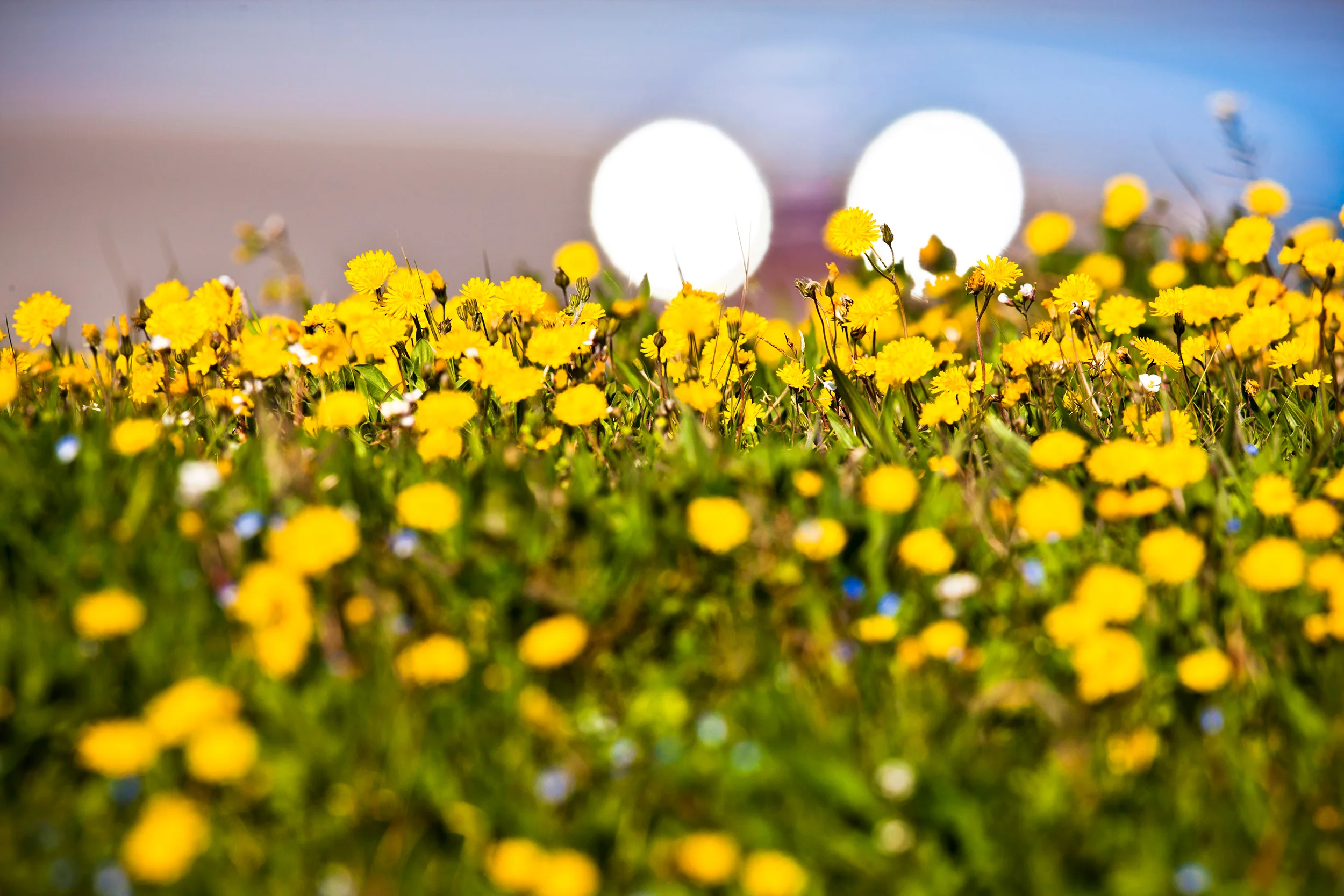 Trackside dandelions