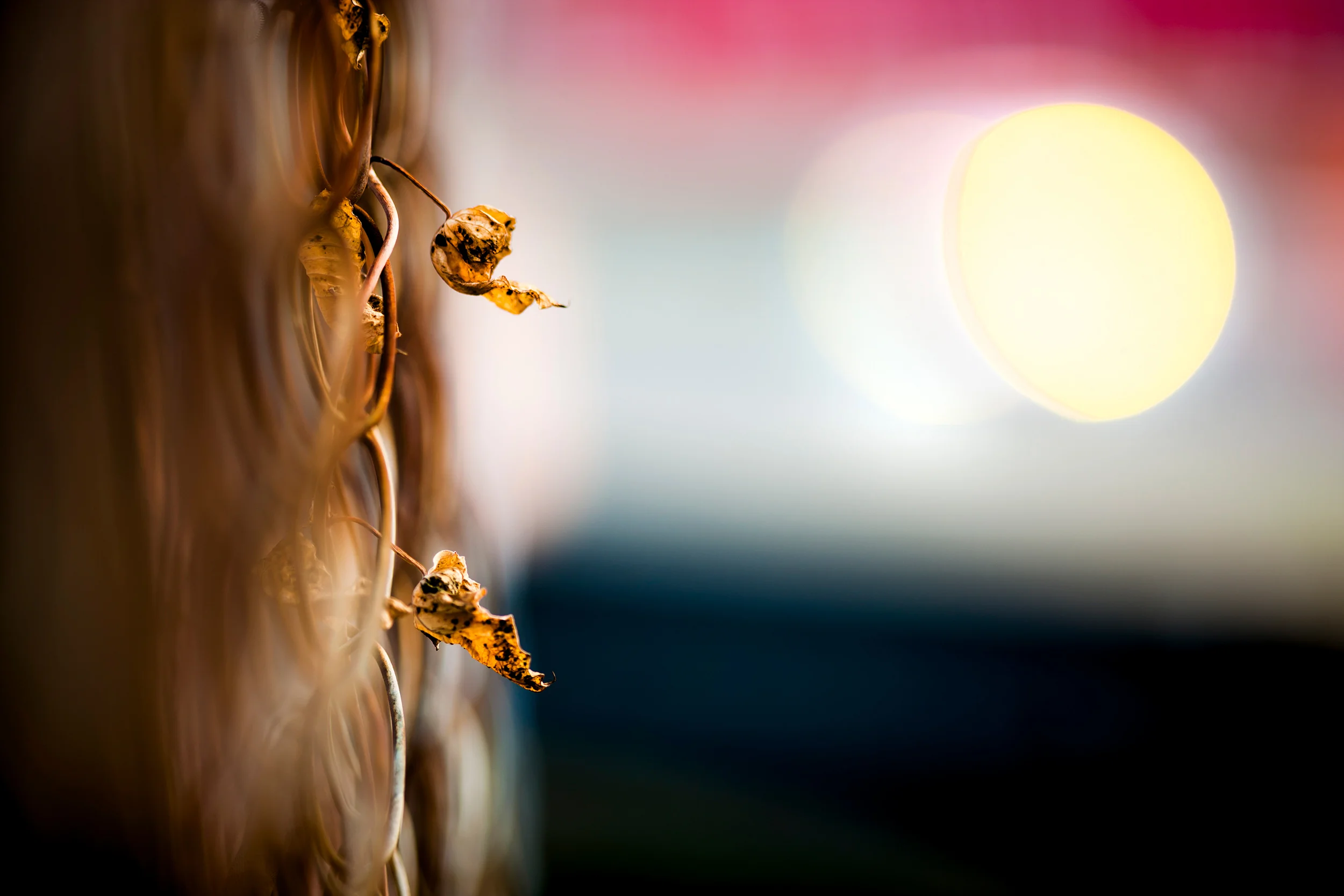 Plants growing through the catch fencing