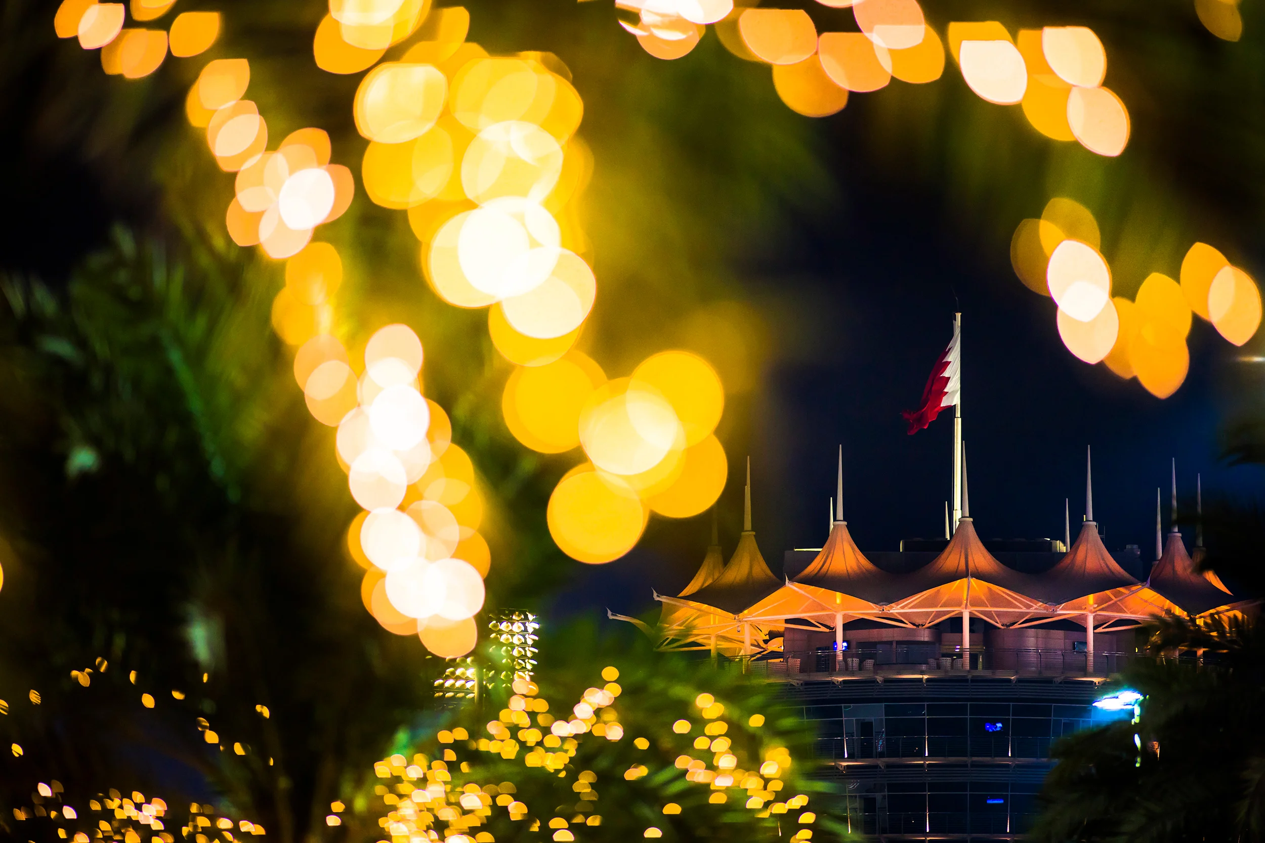 Palm trees in the paddock