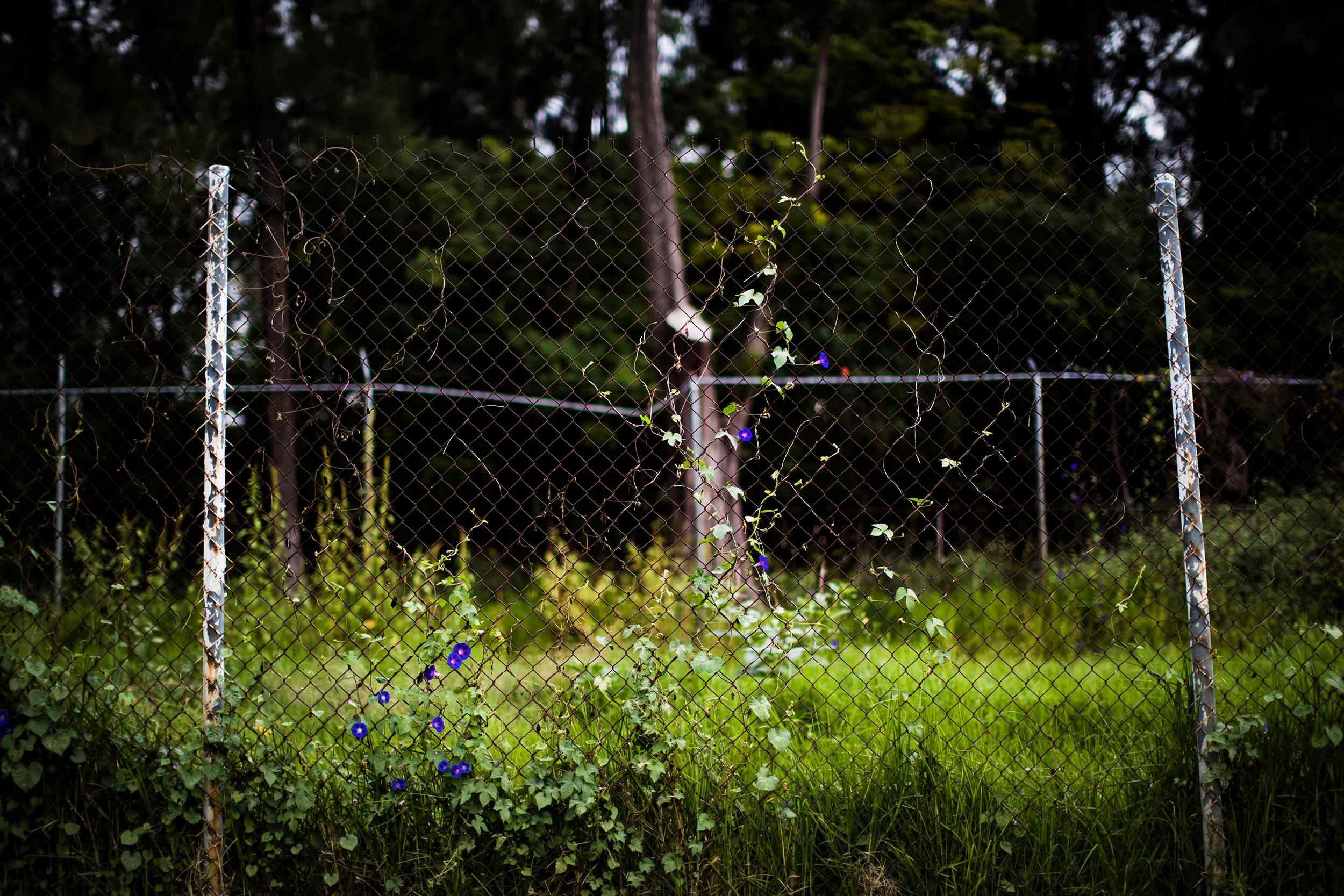 Autodromo Hermos Rodriguez perimeter fence