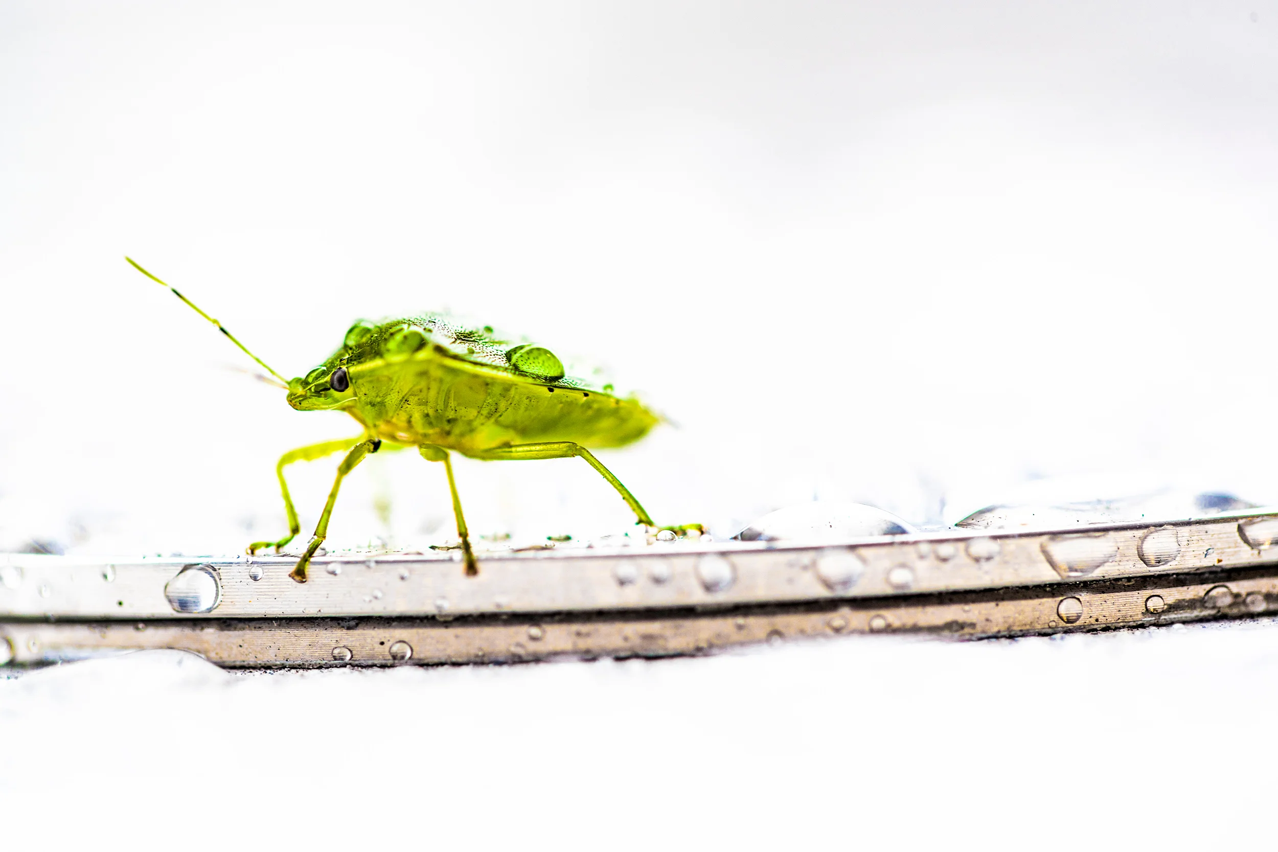 An insect on a refuelling rig