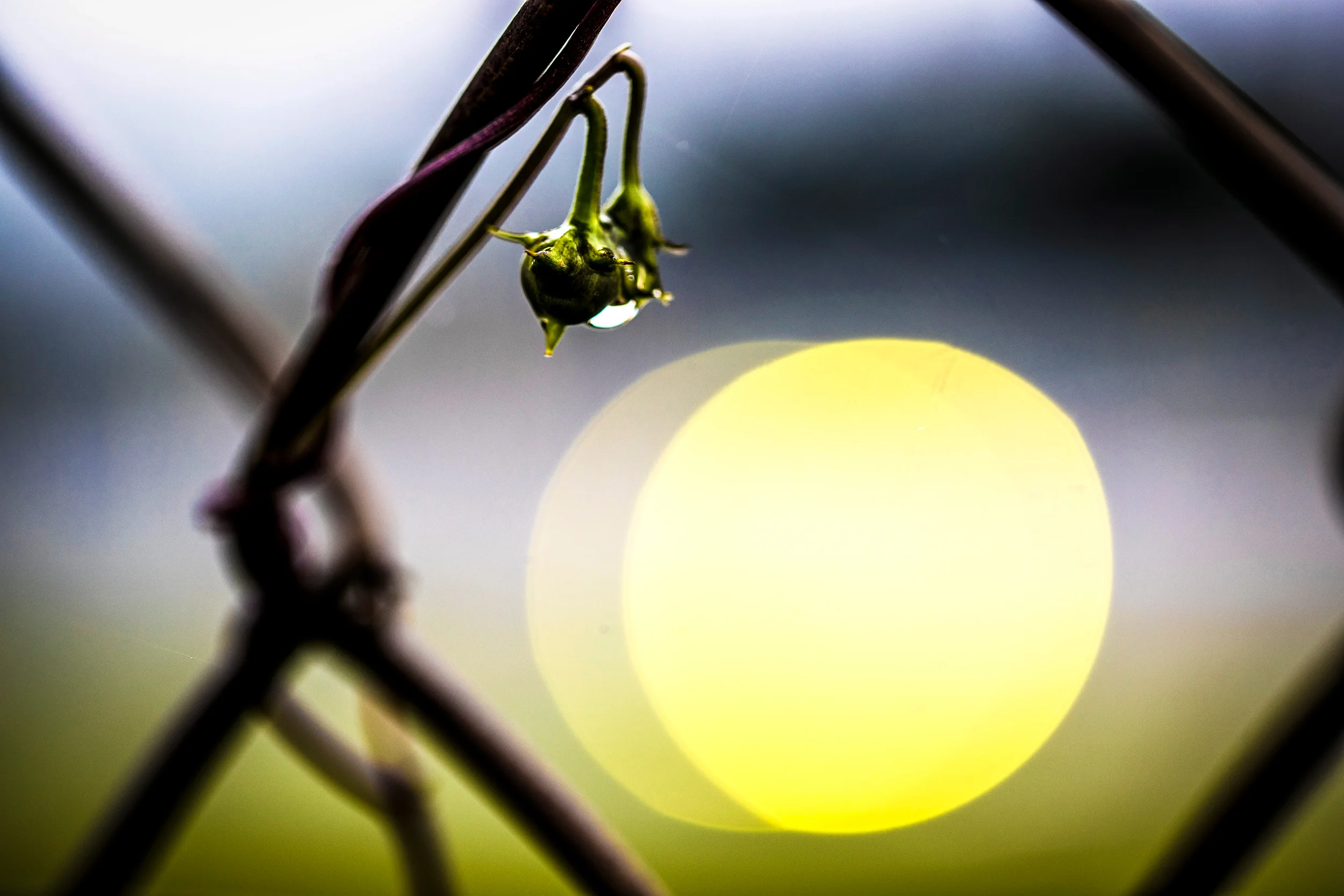 A water droplet forms on a plant climbing the catch fencing