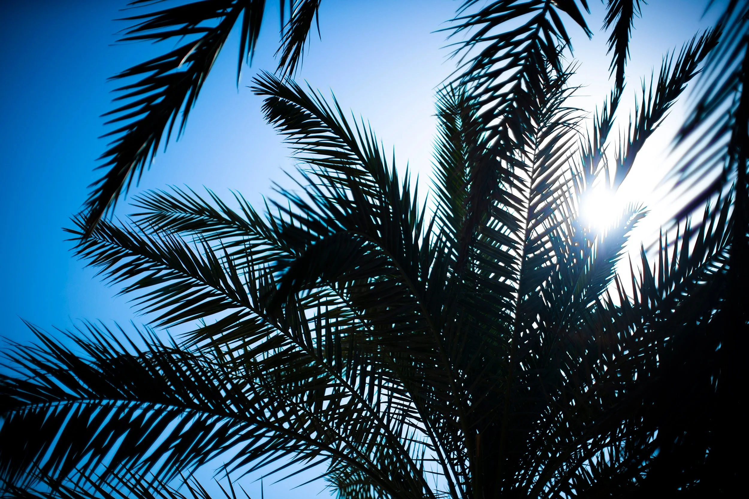 Palms in the sun