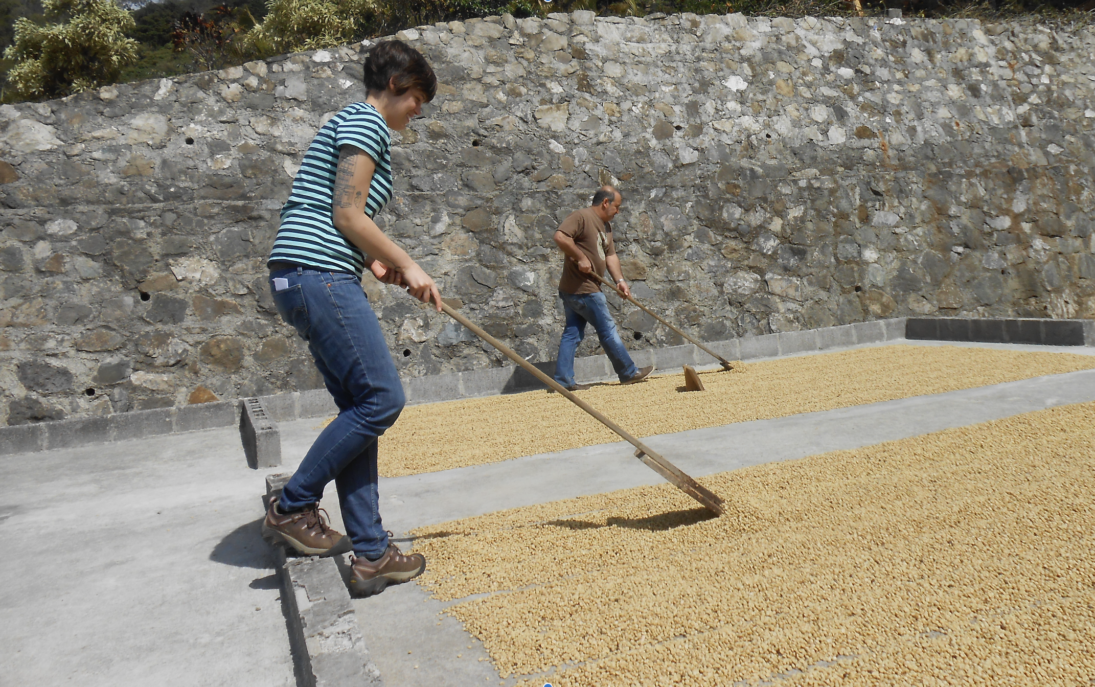 Coffee Drying 2.png