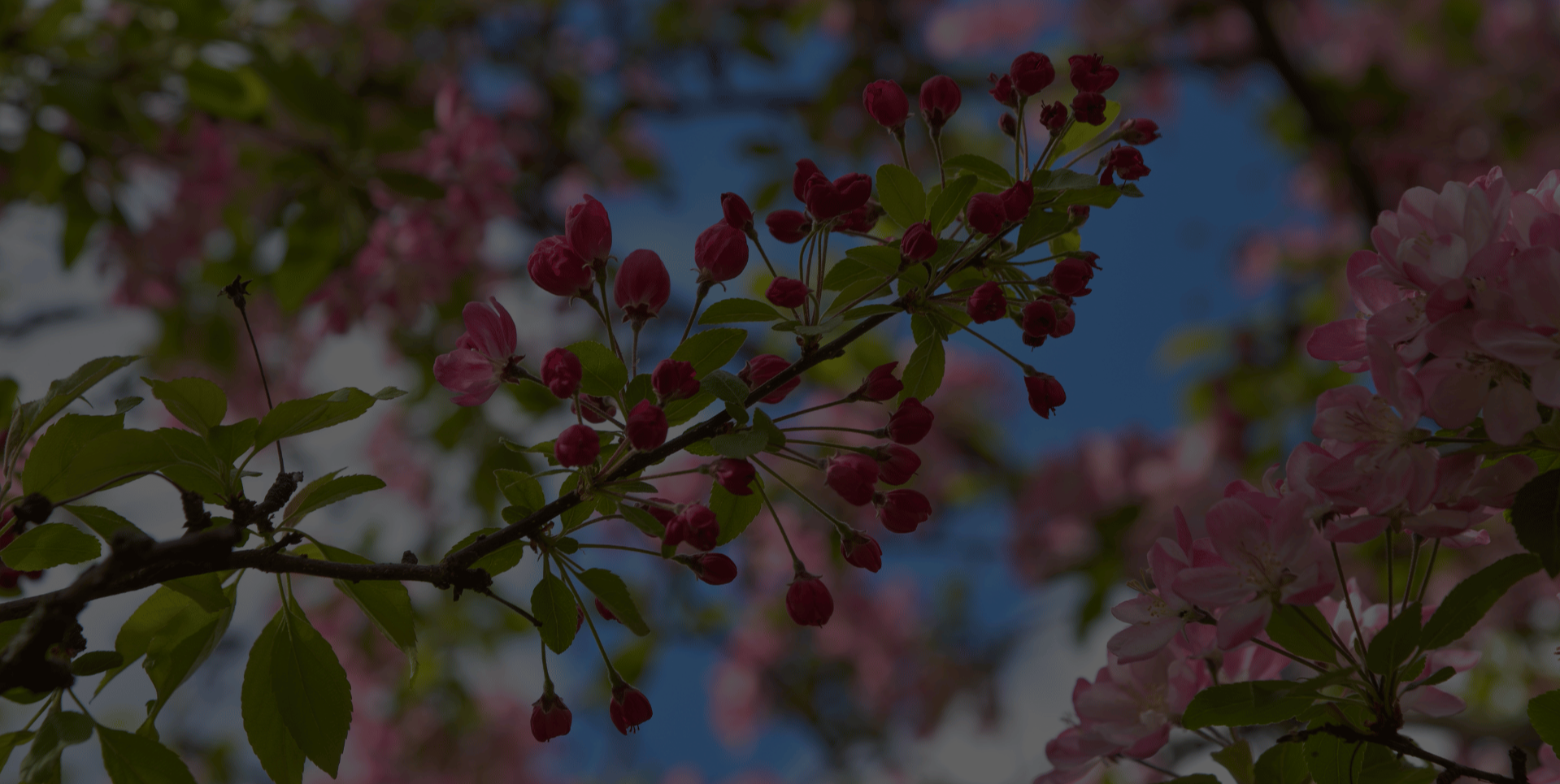 Close-up of pink cherry blossom flowers and buds on tree branches against a bright blue sky, capturing the beauty of spring in full bloom.