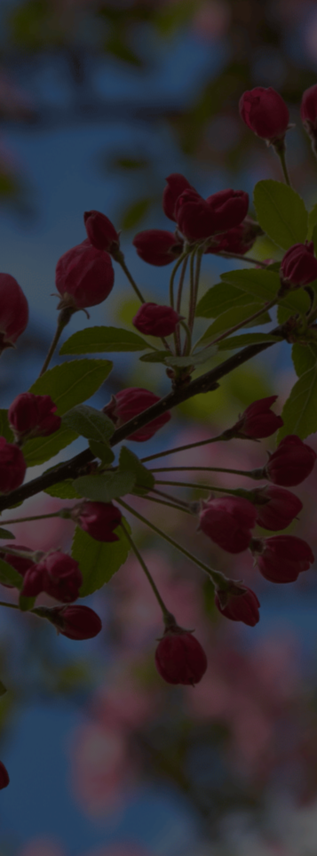 Close-up of pink cherry blossom flowers and buds on tree branches against a bright blue sky, capturing the beauty of spring in full bloom.