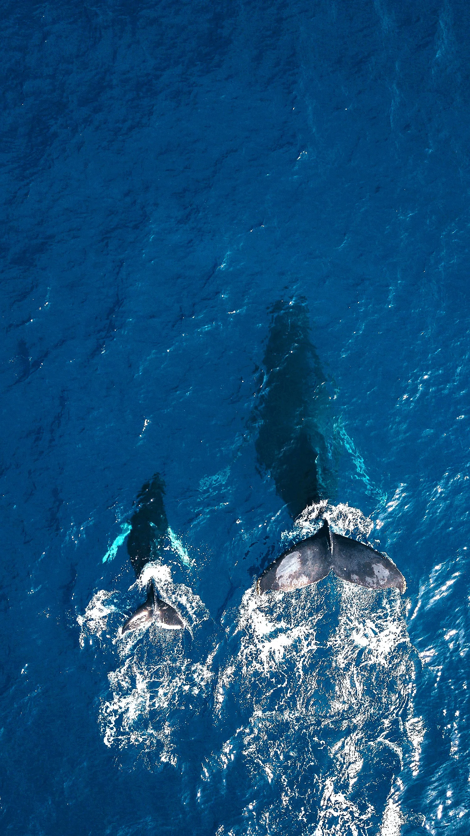 bluewhales.jpg
