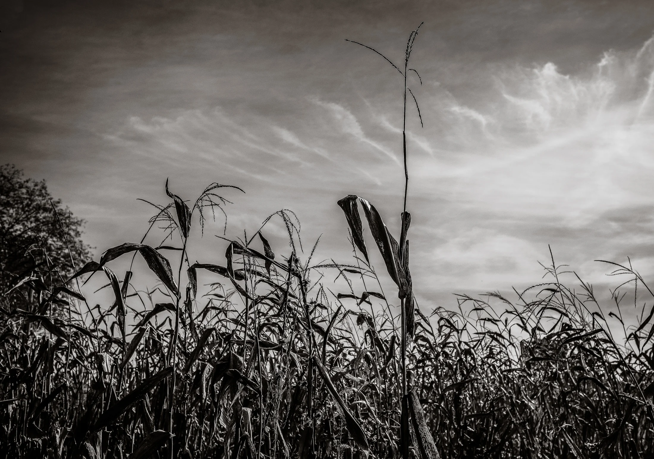 Temporal Plains FS-13.jpg