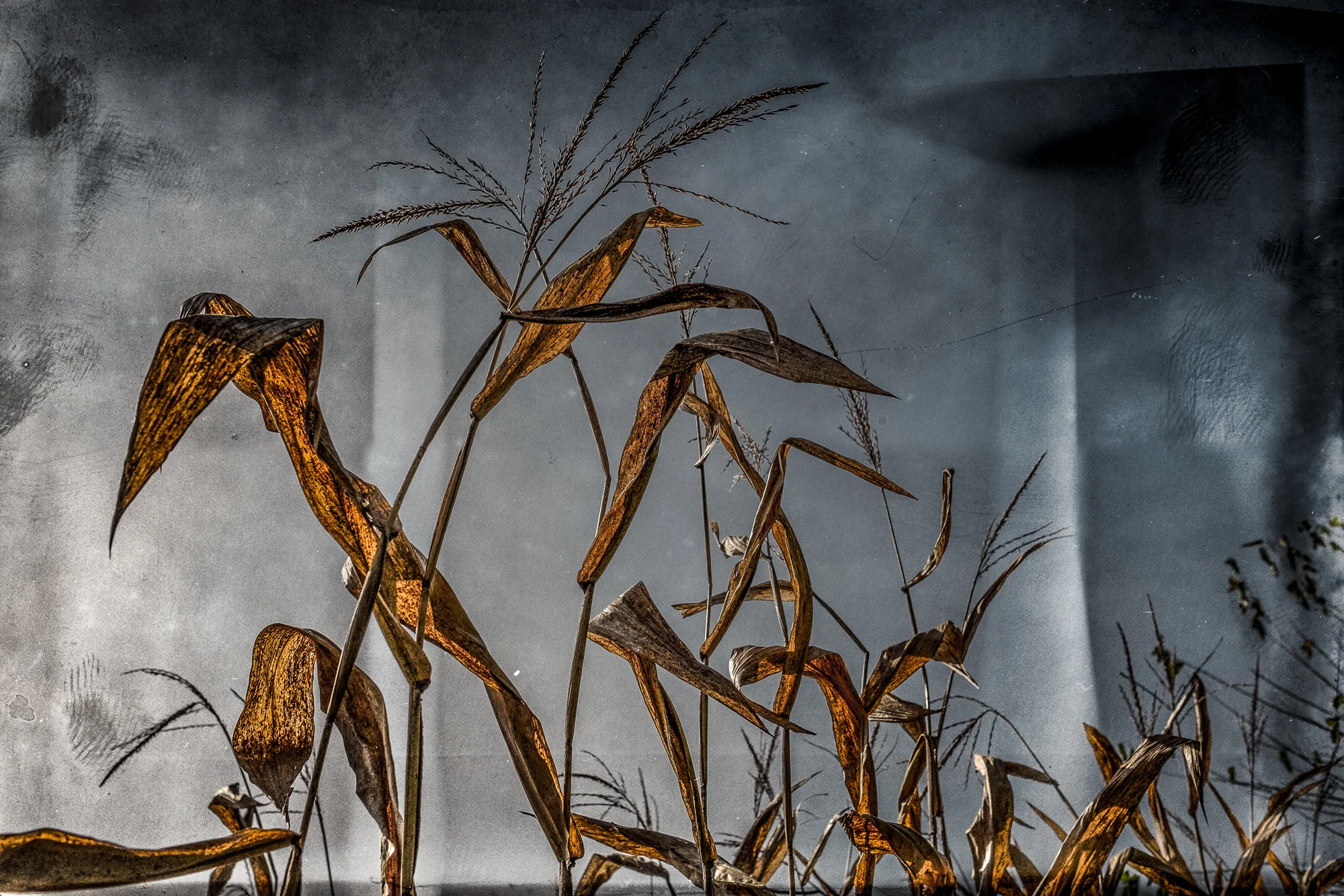 corn copy.jpg