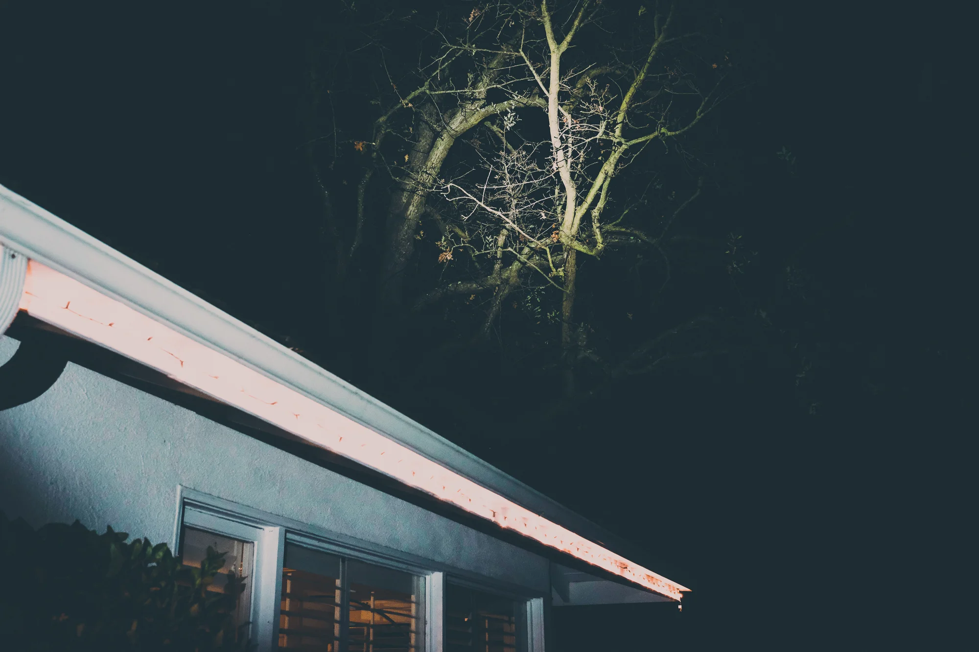 ghost tree.jpg