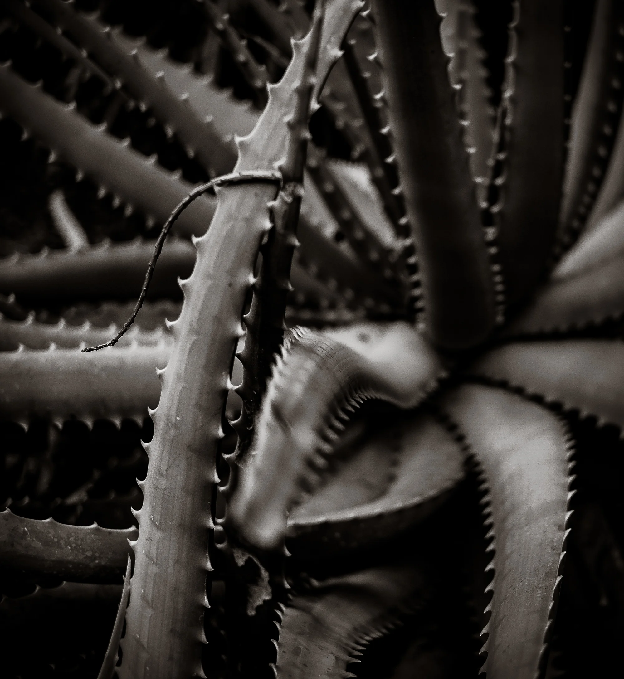 Horticulture.jpg