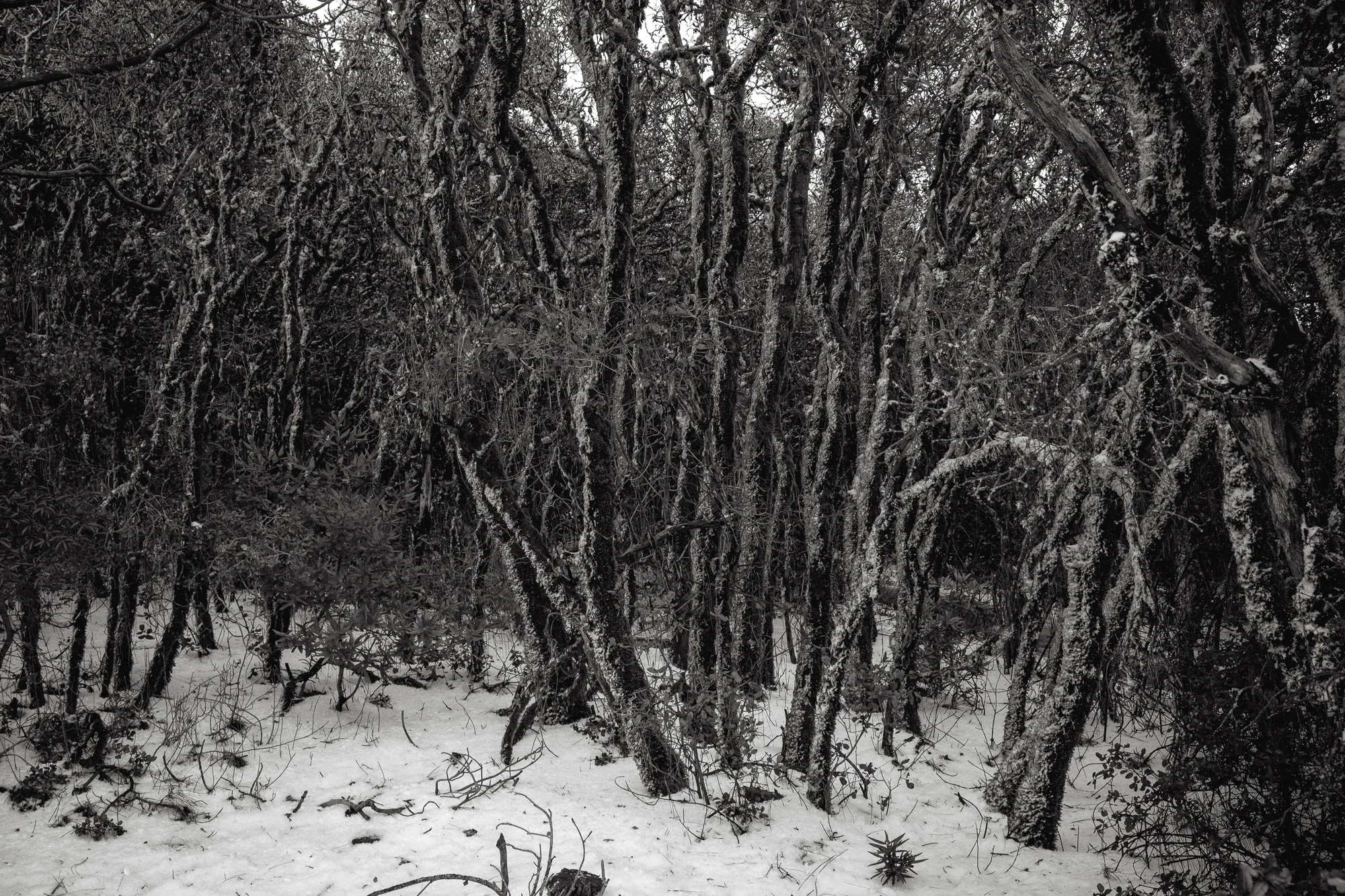 mt diablo-16.jpg