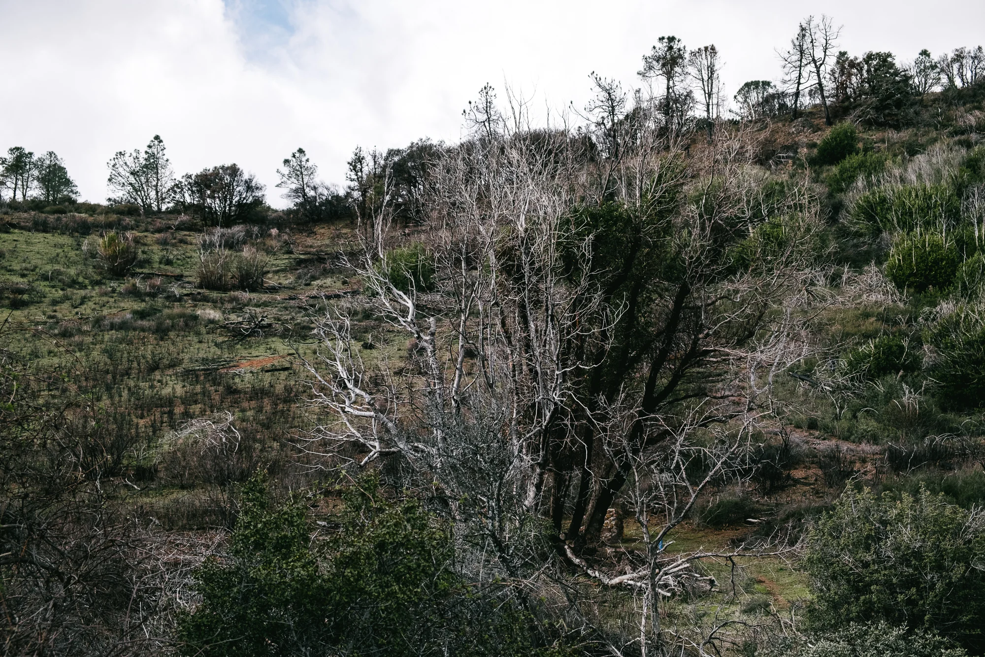 mt diablo-4.jpg