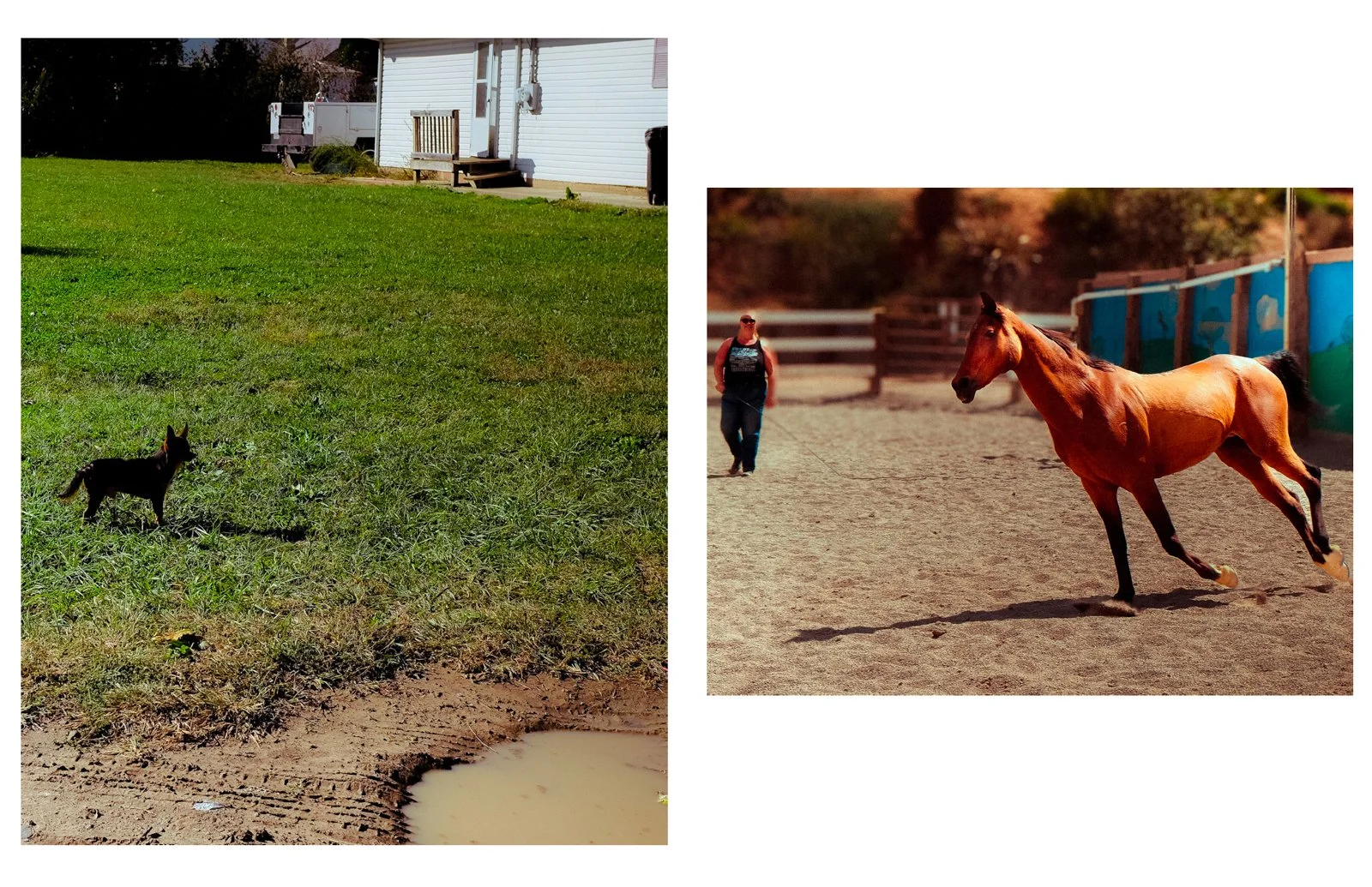 horsefix.jpg