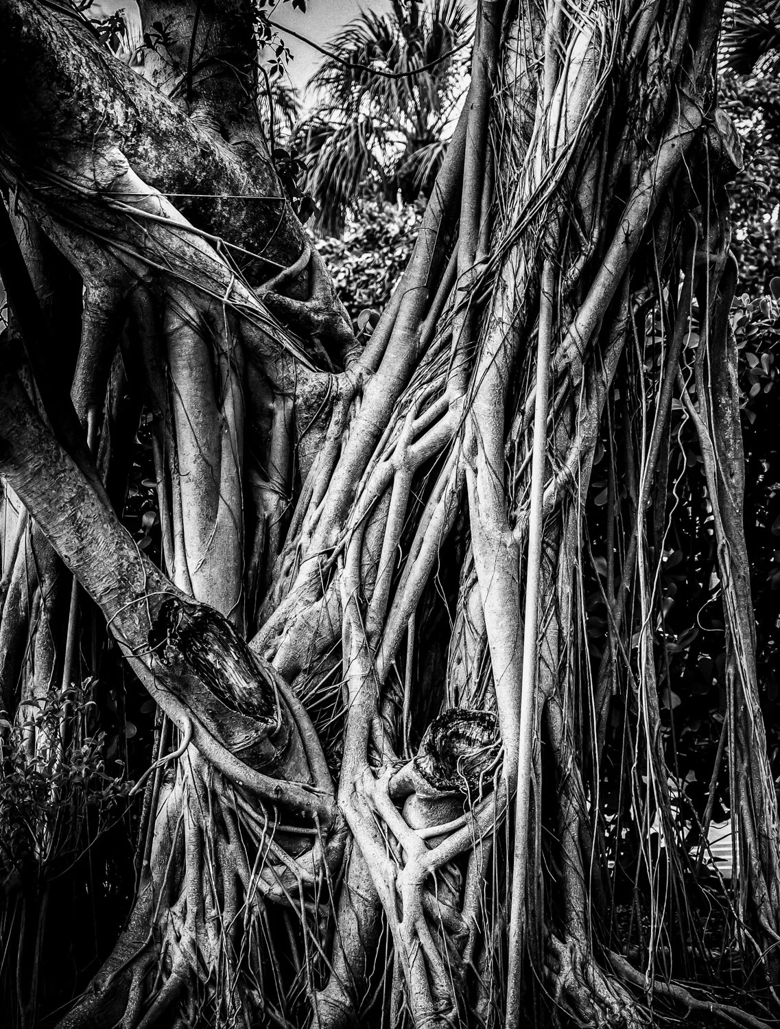 theforest-2.jpg