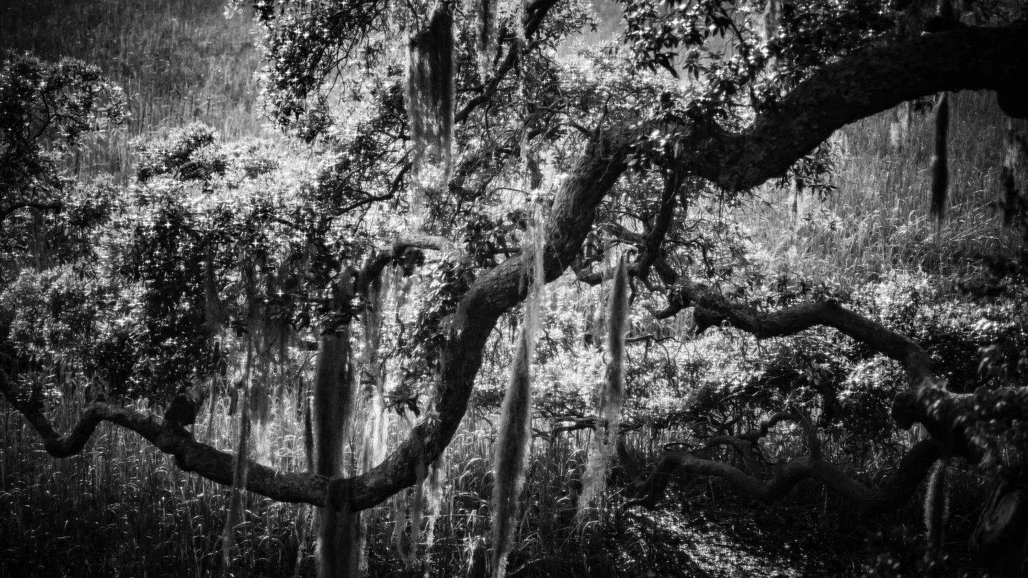 theforest-3.jpg