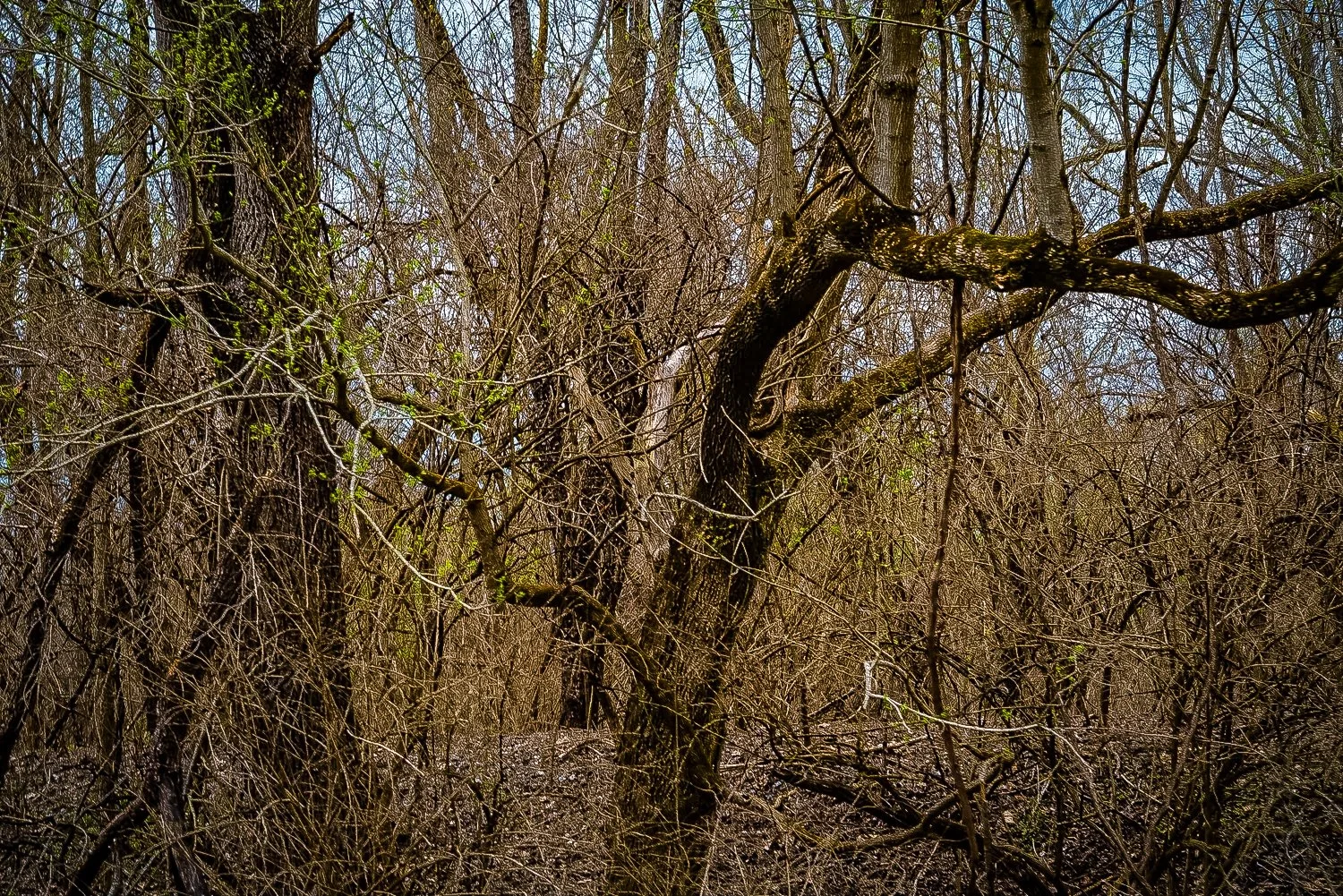 theforestB-3.jpg