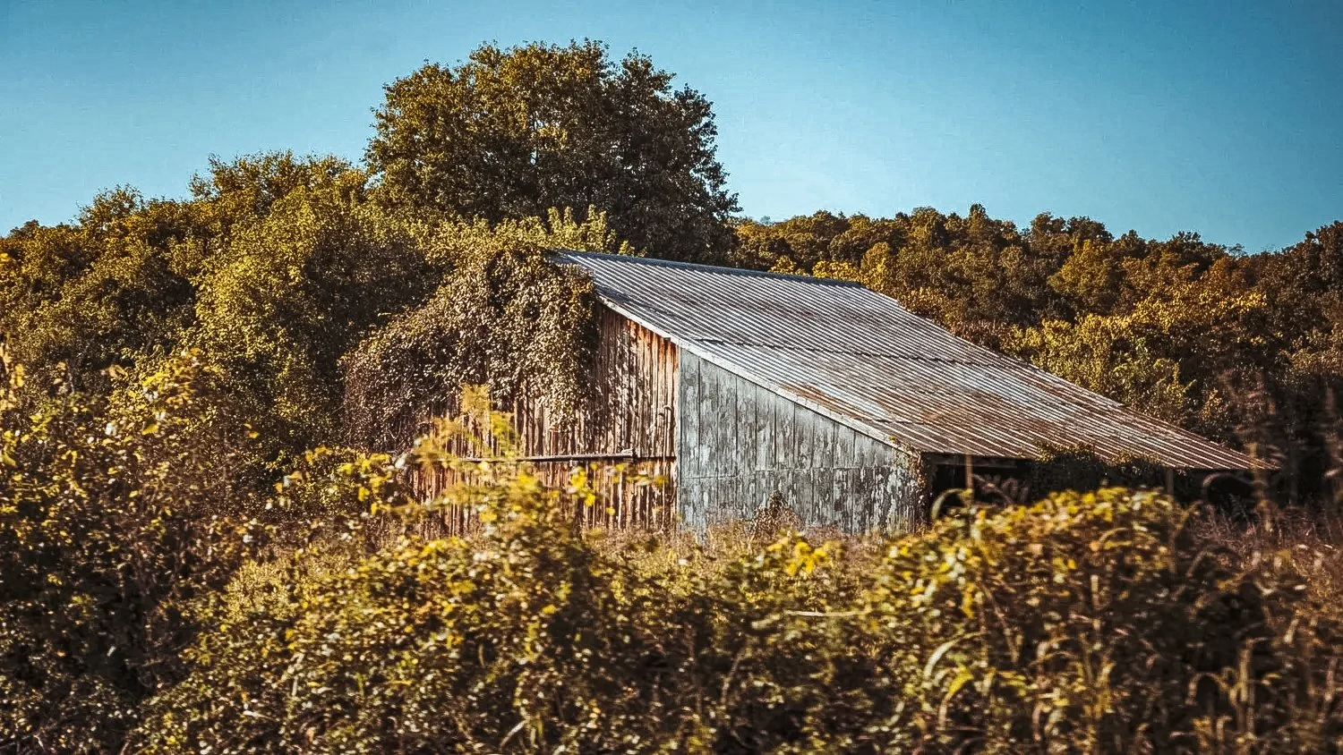 theforestB-7.jpg